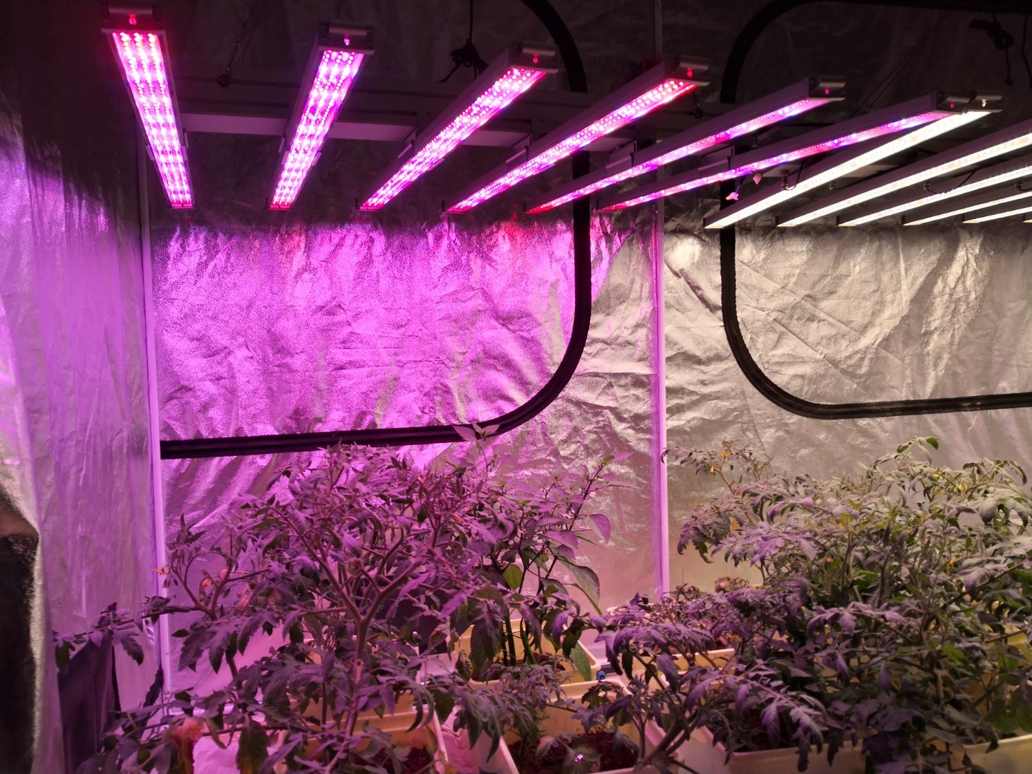 evigt Spild announcer What does full spectrum grow lights really mean? - Led Grow