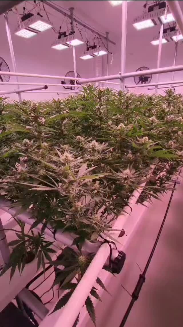 Skyman Group partner @olympus_x looking on track. Day 26 flower. Dedication to craft 💪